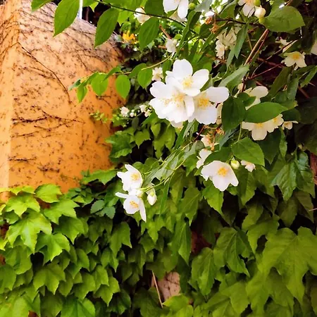 L'edera Di Caterina Bed and Breakfast Ρέτζιο ντι Καλάμπρια